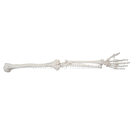 Life-Size Upper Extremity Skeleton Model